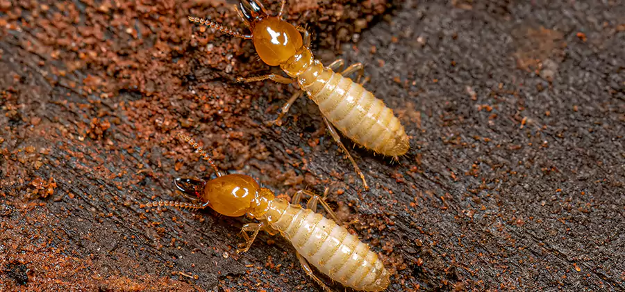 Natural Ant Hill Killer Treatment in Cartersville