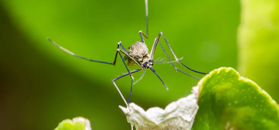 Natural Outdoor Mosquito Repellent in Cartersville