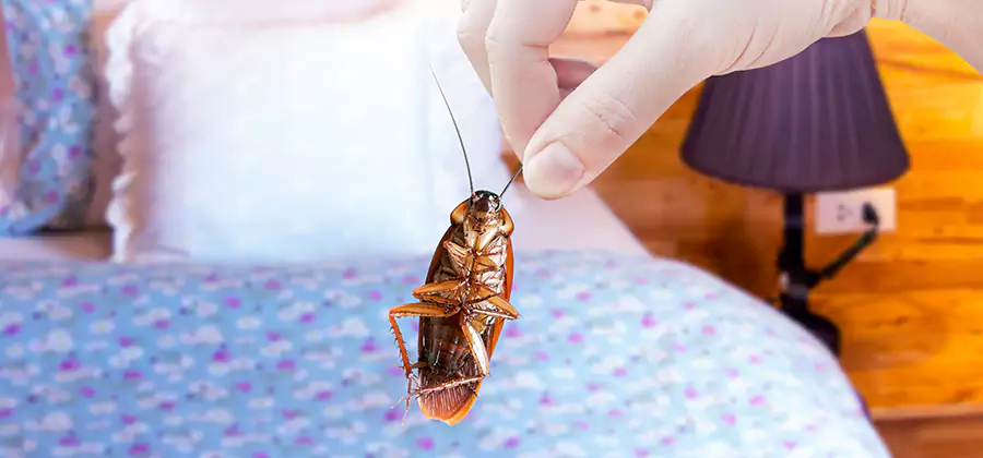 Bed Bug Inspection in Cartersville