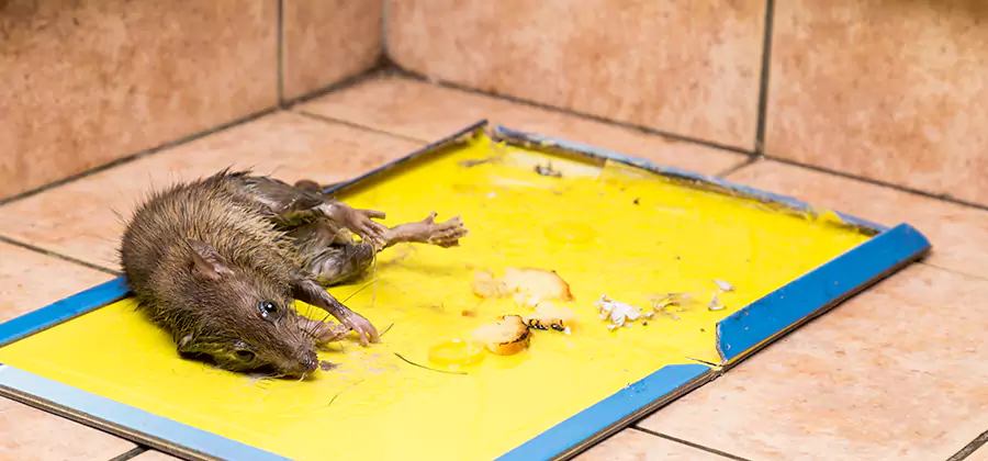 Rat Trapping Service In Cartersville