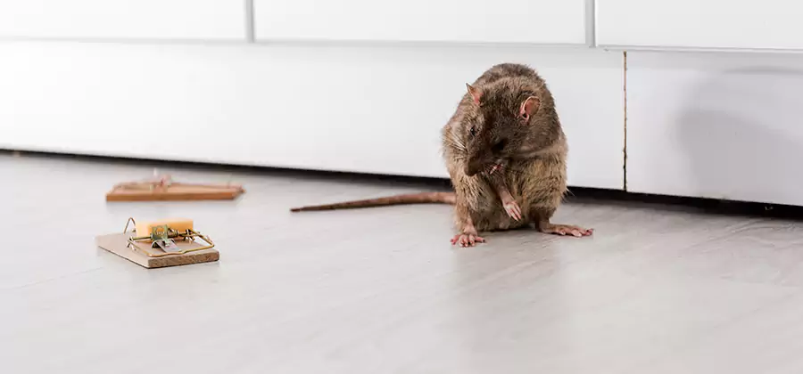 Rat Baiting Removal Service in Cartersville