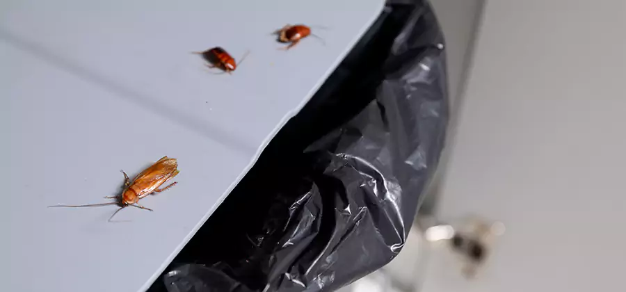 German Roach Pest Control in Cartersville
