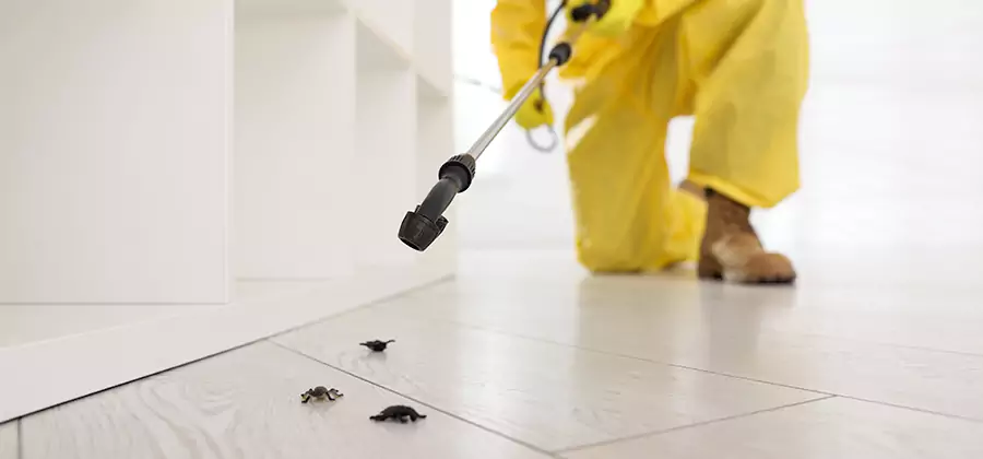 Roach and Bed Bug Exterminator in Cartersville