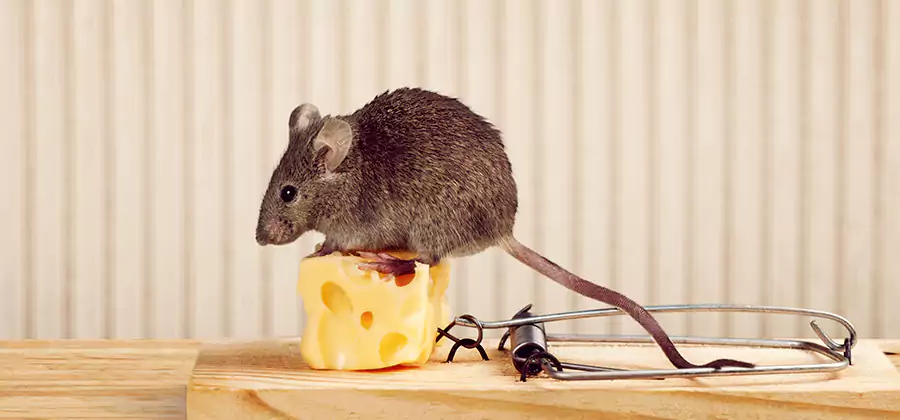 Commercial Rodent Exclusion Services in Cartersville