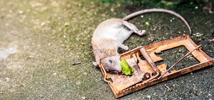 Rat Trapping in Cartersville