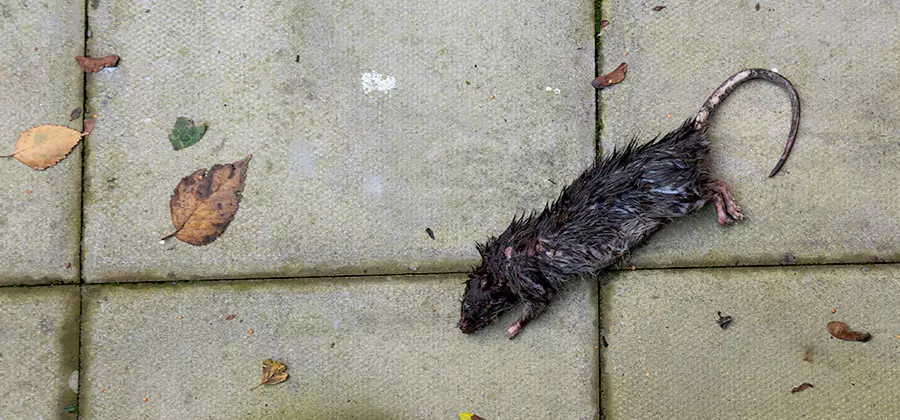Rodent inspection service in Cartersville