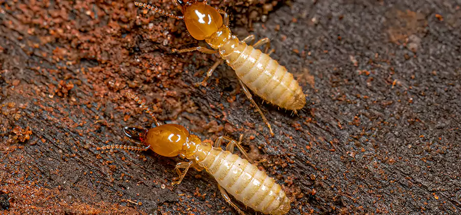 Sentricon Residential Termite Control in Cartersville