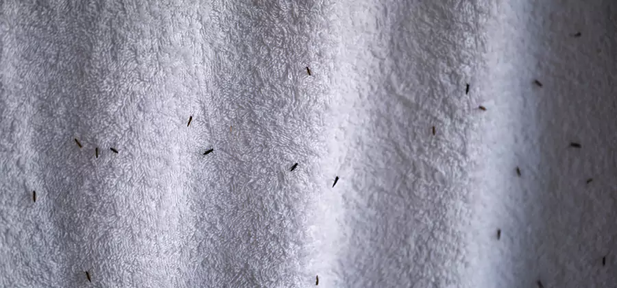 Small Black Ants in Bathroom Treatment in Cartersville