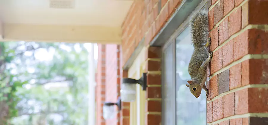 Squirrel Inside Walls Removal in Cartersville