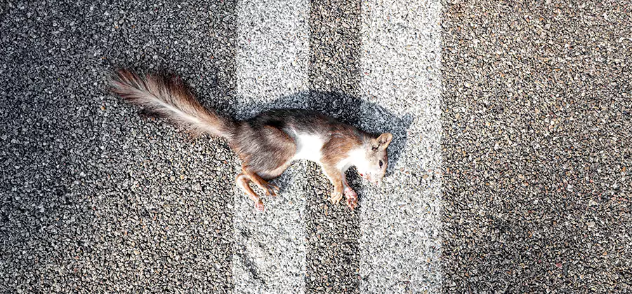 Dead Squirrel Removal in Cartersville