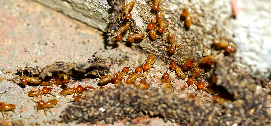 Wood Treatment and Localized Termite Solutions in Cartersville