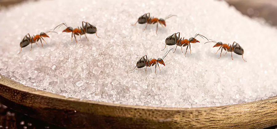 Indoor Sugar Ant Treatment in Cartersville