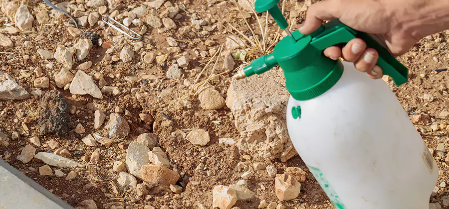 Heat Treatment Termite Cost in Cartersville