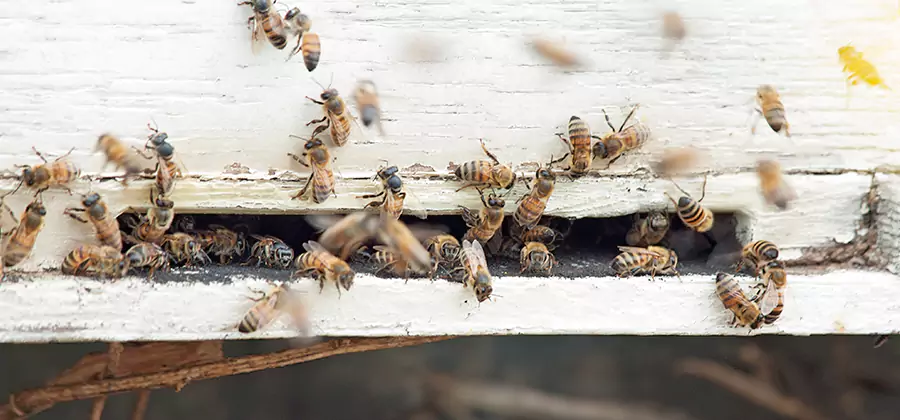 Residential Termite Fumigation in Cartersville