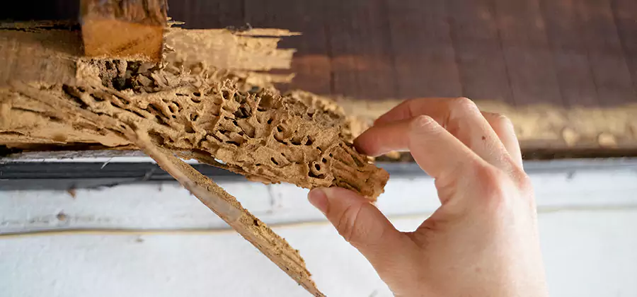 Pre-Purchase Termite Inspection in Cartersville