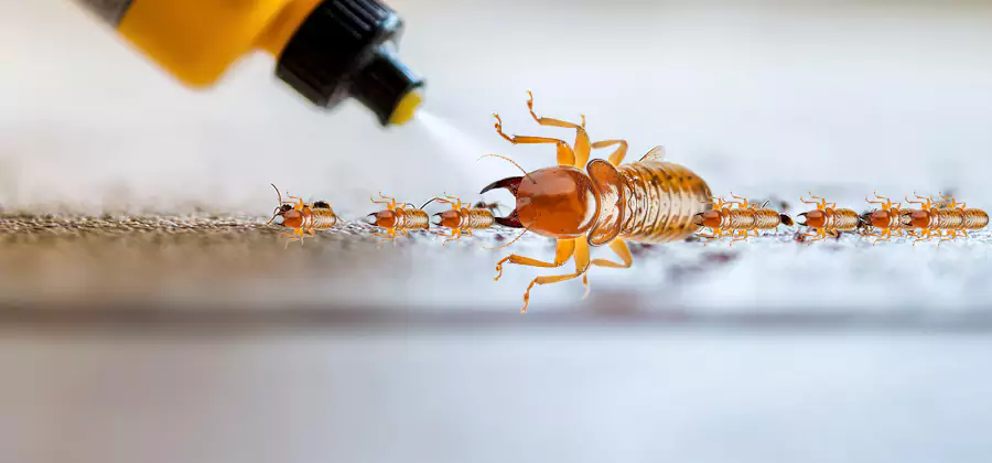 Foundation Termite Spraying Control in Cartersville