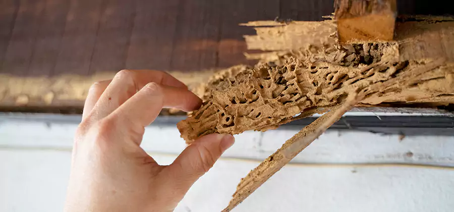 Pre-Construction Termite Treatment in Cartersville