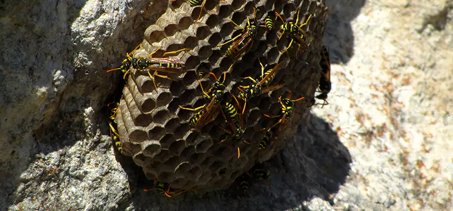 Wasp Nest in Tree Removal Cartersville