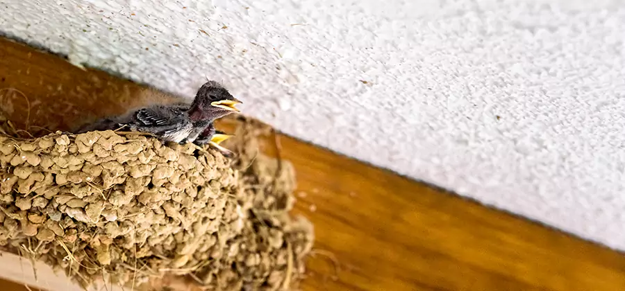 Bird Removal From House in Cartersville