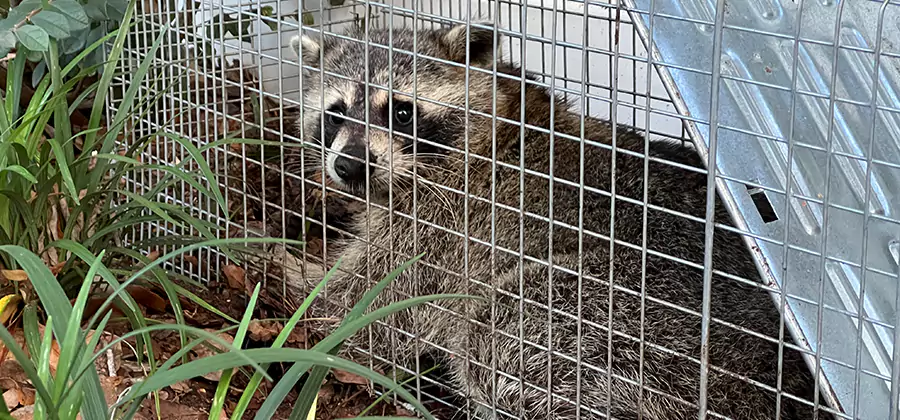 Wildlife Relocation Services in Cartersville