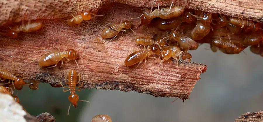 Wood Preservation Termite Treatment in Cartersville
