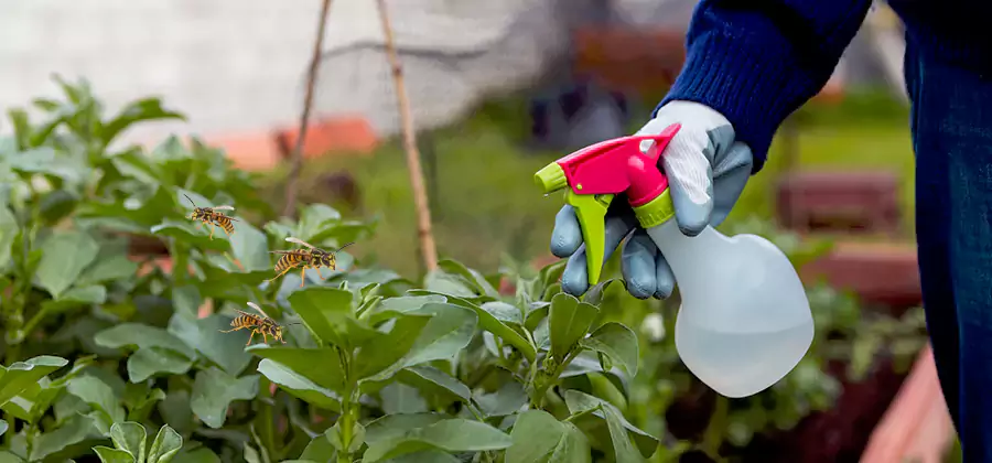 Yellow Jacket Pest Removal for Commercial Properties in Cartersville