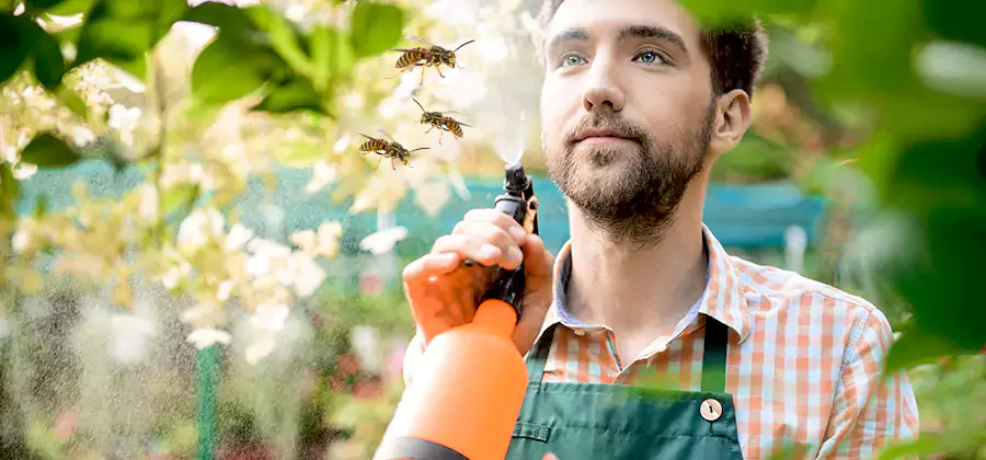 Yellow Jacket Wasp Removal in Cartersville
