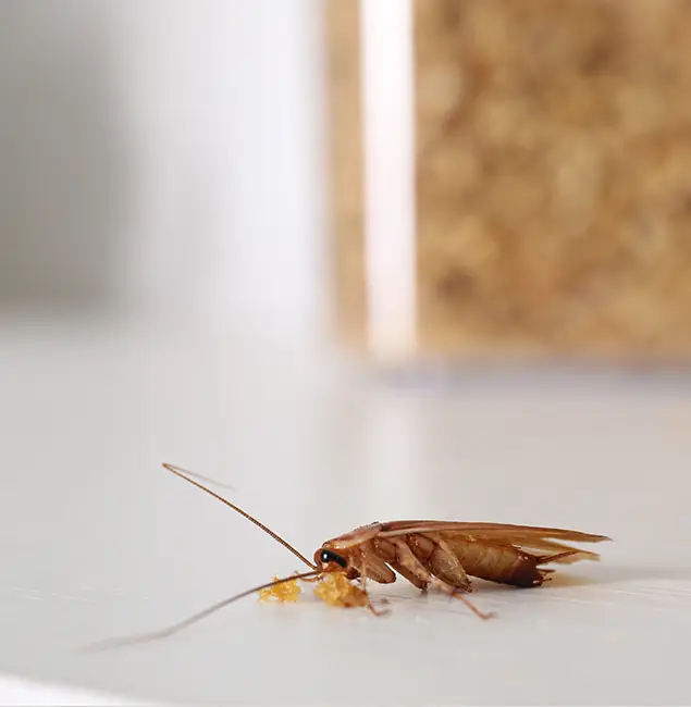 Why Cartersville Pest Control Inc Stands Out in Cartersville, GA?