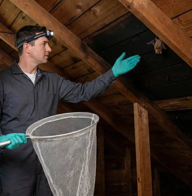 Why Cartersville Pest Control Inc Is the Right Choice in Cartersville, GA?