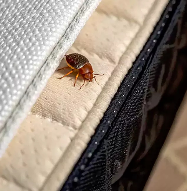 Why Choose Cartersville Pest Control Inc for Bed Bug Treatment at Home in Cartersville, GA?