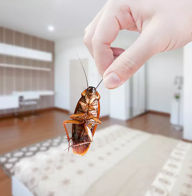 Why Cartersville Pest Control Inc Stand Out For Bed Bug Inspection in Cartersville, GA?