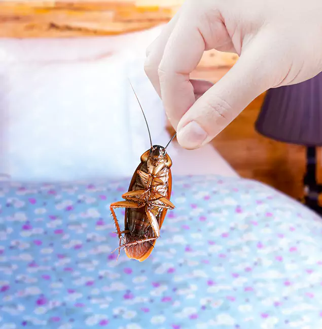 Why Choose Cartersville Pest Control Inc for Bed Bug Treatment in Cartersville, GA?