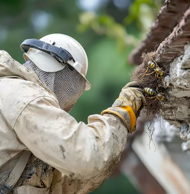 Why Cartersville Property Owners Choose Cartersville Pest Control Inc for Bee Exterminator?