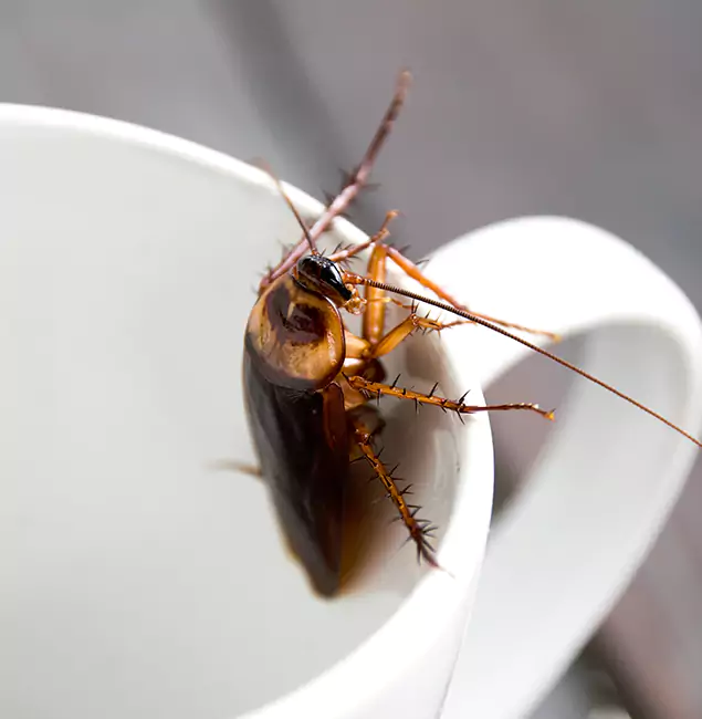 Why Cartersville, GA Residents Trust Cartersville Pest Control Inc for Cockroach Fumigation?