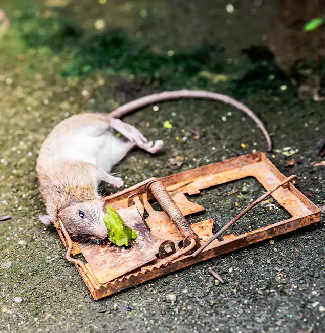 Why Cartersville, GA Homeowners Trust Cartersville Pest Control Inc for Rodent Removal?
