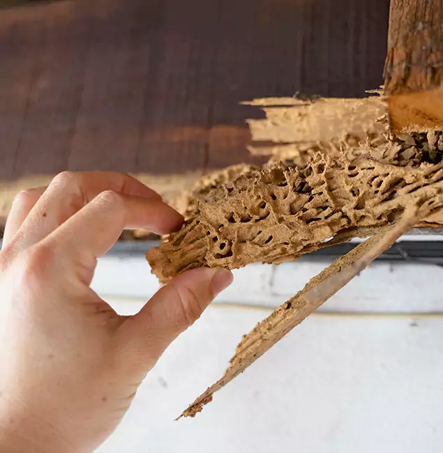 Why Choose Cartersville Pest Control Inc in Cartersville, GA?