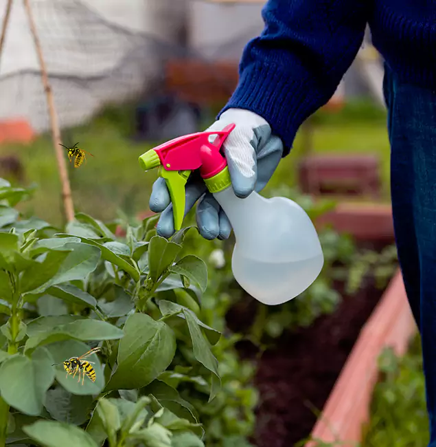 Why Cartersville Homeowners Choose Cartersville Pest Control Inc for Honey Bee Removal?
