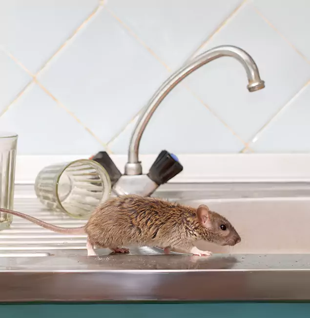 Why Cartersville, GA Trusts Cartersville Pest Control Inc for Humane Rodent Control?
