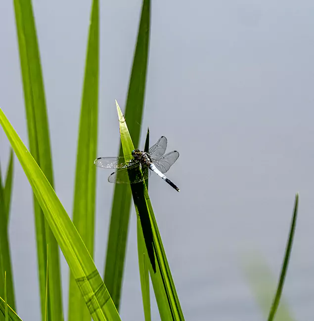 Why Cartersville Families Trust Cartersville Pest Control Inc for Mosquito Prevention?