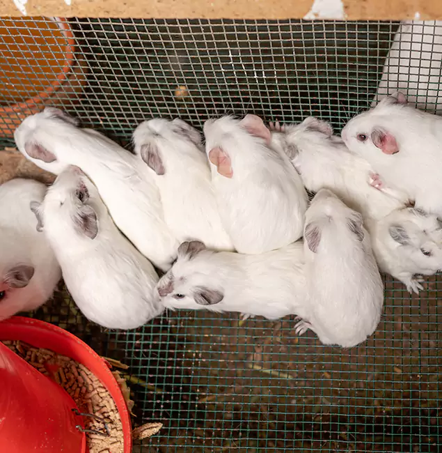 Why Cartersville Pest Control Inc Is the Trusted Choice in Cartersville, GA?