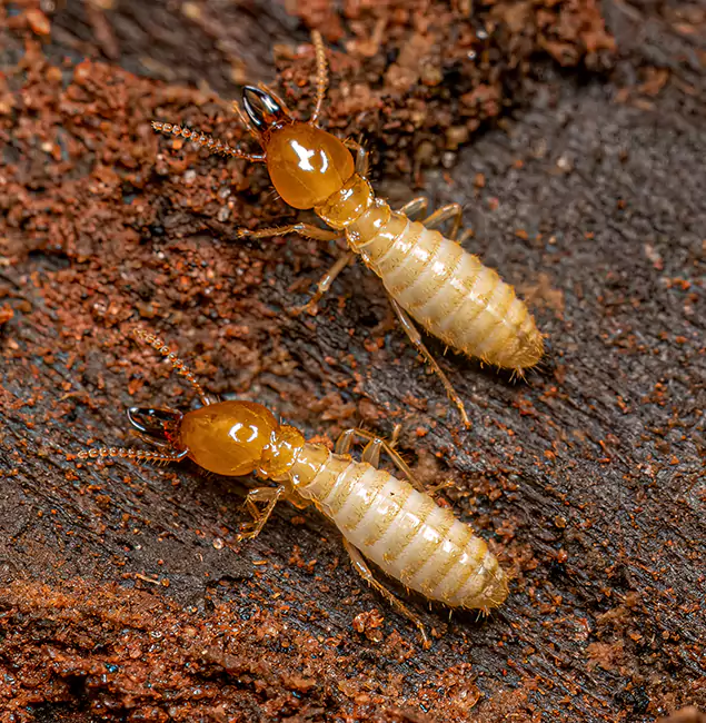 Why Choose Cartersville Pest Control Inc for Termite Treatment Without Tenting in Cartersville, GA?