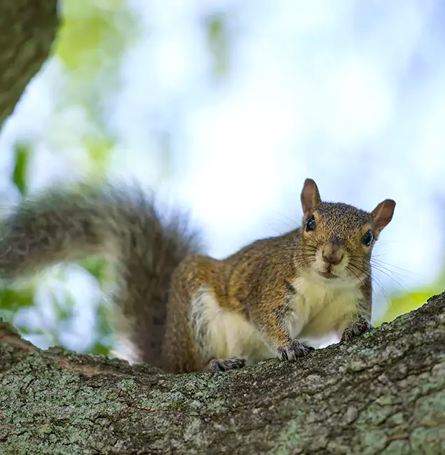 Why Cartersville, GA Relies on Cartersville Pest Control Inc for Squirrel Pest Control?