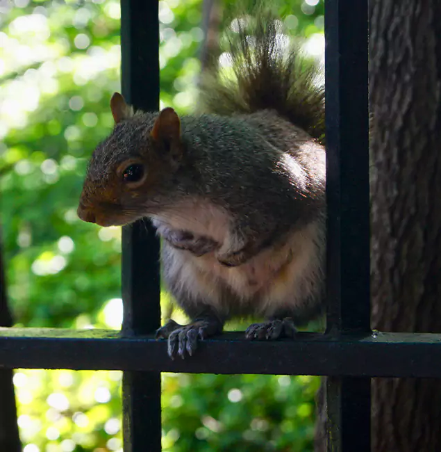 Why Cartersville, GA Chooses Cartersville Pest Control Inc for Squirrel Removal?