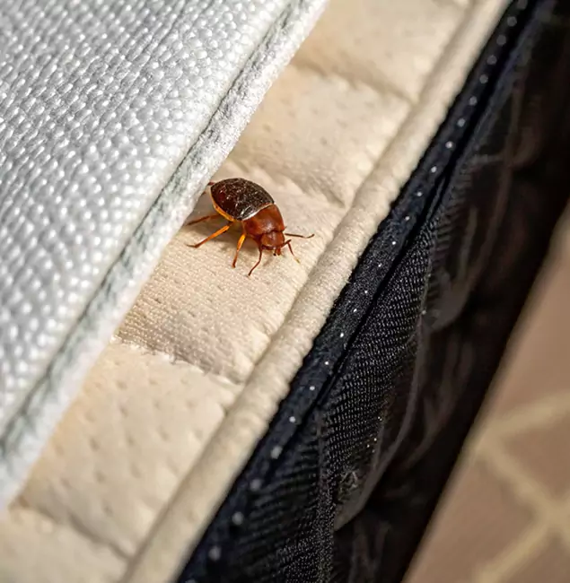 Why Cartersville Homeowners Trust Cartersville Pest Control Inc for Tick Treatment?