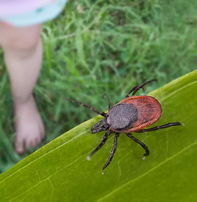 Why Cartersville Homeowners Choose Cartersville Pest Control Inc for Tick Extermination?