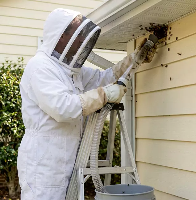 Why Cartersville Trusts Cartersville Pest Control Inc for Wasp Control?
