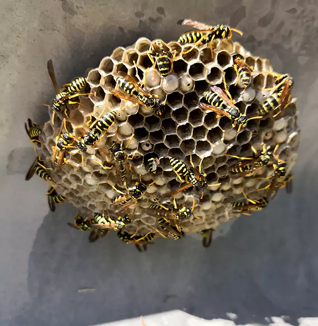 Why Cartersville Chooses Cartersville Pest Control Inc for Wasp Control Services?
