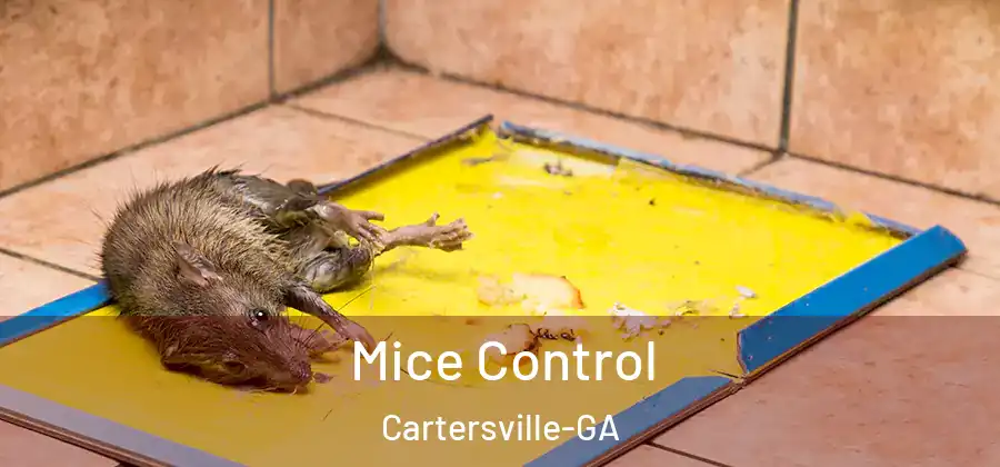 Mice Control Cartersville-GA