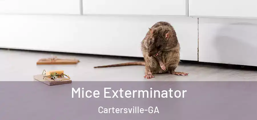 Mice Exterminator Cartersville-GA