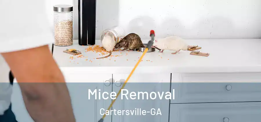  Mice Removal Cartersville-GA